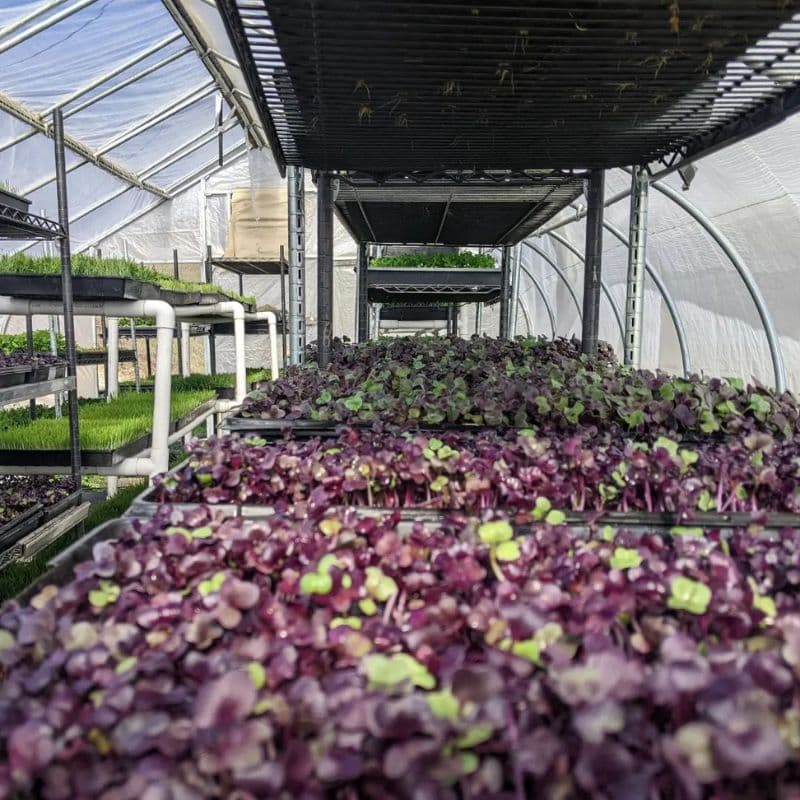 Mendo Grass greenhouse and growing operation