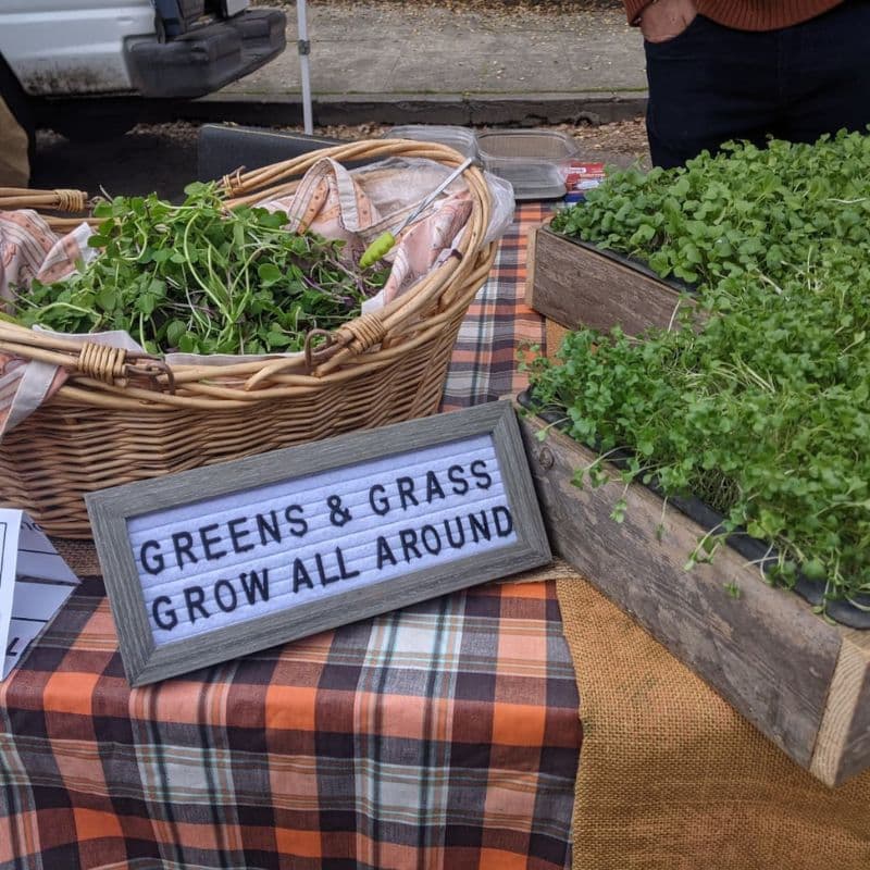 Radish Microgreens